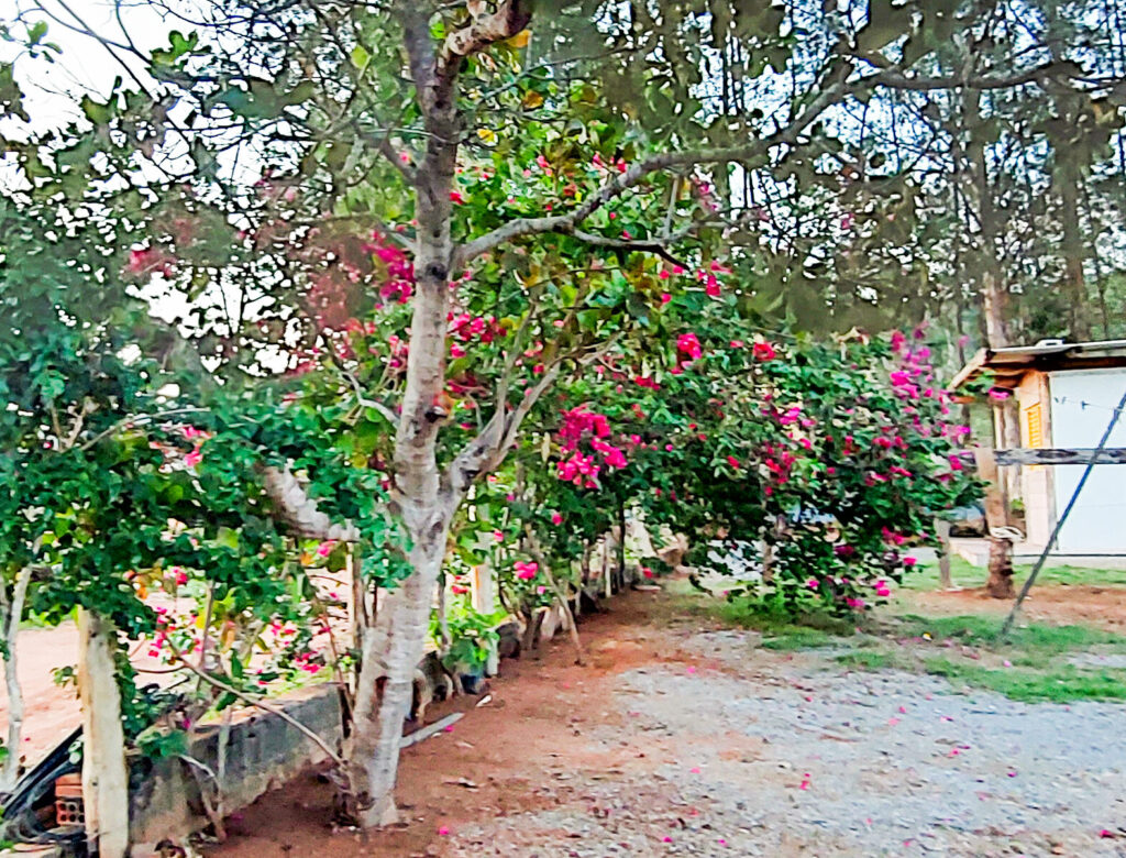jardim nobres